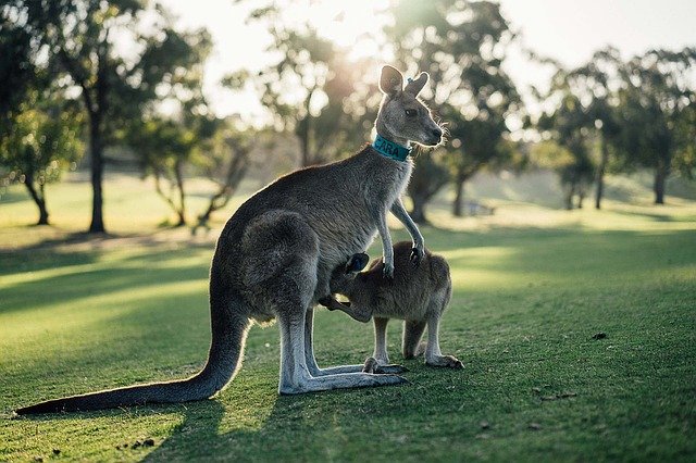 australia-1180394_640